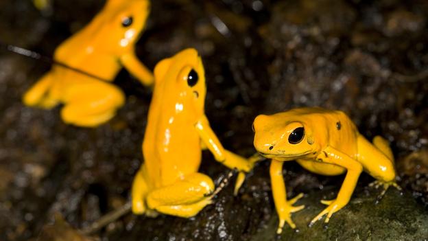  Chỉ cần từ 2 – 200 mg chất độc chiết xuất từ làn da màu vàng cam rực rỡ của loài ếch vàng Amazon này là đủ để giết chết một người trưởng thành