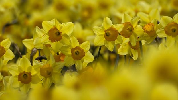 Hoa Thủy tiên vàng là một trong những loài hoa nở sớm nhất trong năm, báo hiệu mùa xuân đã đến và được coi là biểu tượng của xứ Wales