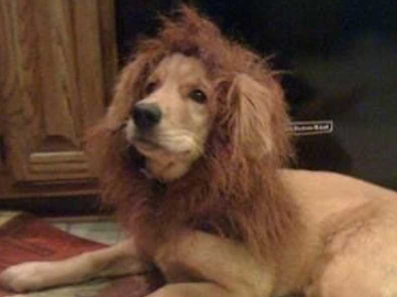 Chó được make-up giống sư tử
