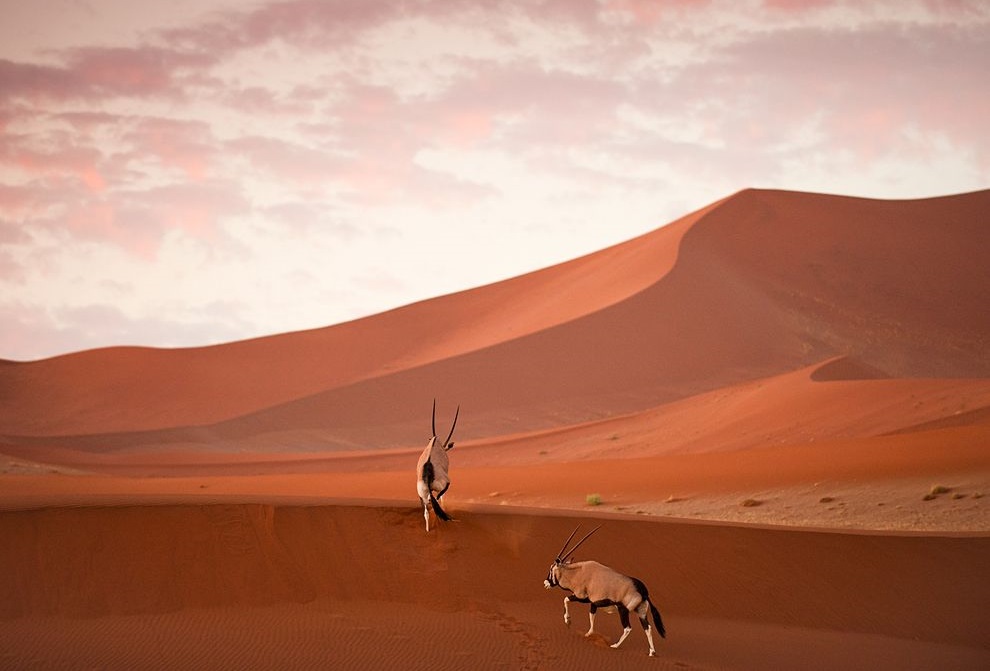 Hình ảnh của những con linh dương Châu Phi đang vượt qua những đụn cát trên sa mạc Namib để tìm kiếm thức ăn và nước uống