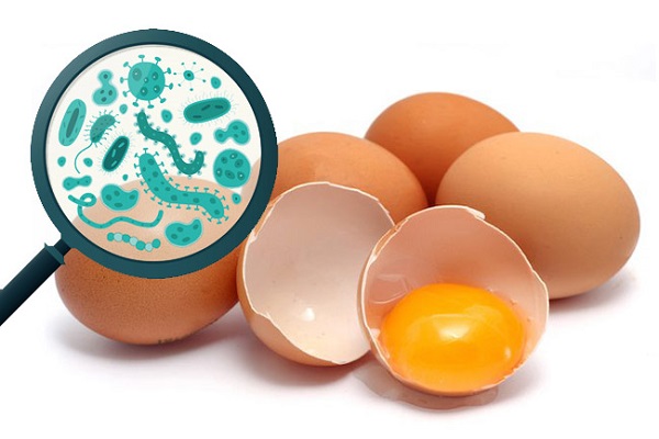 Salmonella có thể lây nhiễm qua thực phẩm, đặc biệt là qua trứng và thịt gia cầm. Ảnh: Internet.