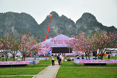 Với chủ đề “Hòa bình – Thịnh vượng – Hợp tác và phát triển”, Lễ hội Hoa anh đào Hạ Long 2015 sẽ kéo dài trong 4 ngày từ 2 – 5/4/2015