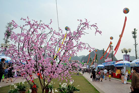 Đến lễ hội du khách sẽ có cơ hội được tận mắt ngắm nhìn những bông hoa anh đào Nhật Bản