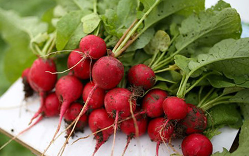 Củ cải đỏ ''baby'' là loại dễ sống hơn các loại rau củ khác. Trồng củ cải đỏ tí hon này có thể trồng trong nhà. Ảnh: VOV