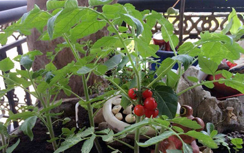 Cà chua bi là thành phần đặc biệt cho các món sa lát, vừa bổ sung dinh dưỡng, vừa gia tăng tính thẩm mĩ. Ảnh: VietNamNet Cà chua bi là thành phần đặc biệt cho các món sa lát, vừa bổ sung dinh dưỡng, vừa gia tăng tính thẩm mĩ. Ảnh: VietNamNet