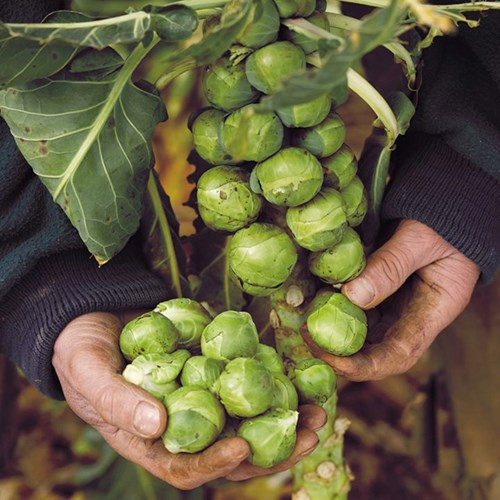 Bắp cải tí hon có tên gọi khoa học là cải Brussels, kích thước nhỏ hơn nhiều so với bắp cải thường thấy, chỉ khoảng 2,5-4 cm. Một cây bắp cải tí hon thu được 100 - 150 quả. Ảnh: báo Kiến thức