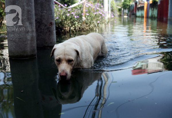 Nước ngập cũng khiến chú chó này khổ sở di chuyển vào nhà. Ảnh: Trí thức trẻ