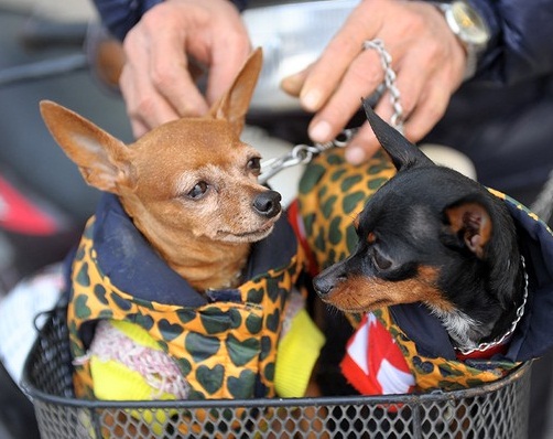 Người dân Hà Nội diện đồ ấm cho cả thú cưng. Ảnh Sưu tầm Người dân Hà Nội diện đồ ấm cho cả thú cưng. Ảnh Sưu tầm