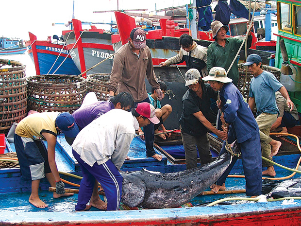 Đề tài tập trung vào nghiên cứu quy trình công nghệ khai thác cá ngừ đại dương bằng lưới đuôi vây ở vùng biển Việt Nam
