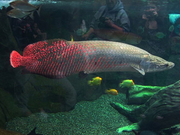 Cá Hải tượng long là một loài cá nước ngọt sống ở vùng nhiệt đới Nam Mỹ. Được nhà sinh vật học người Thụy Sĩ - Louis Agassiz phát hiện vào năm 1829, đây được xem là một trong những loài cá nước ngọt lớn nhất thế giới.