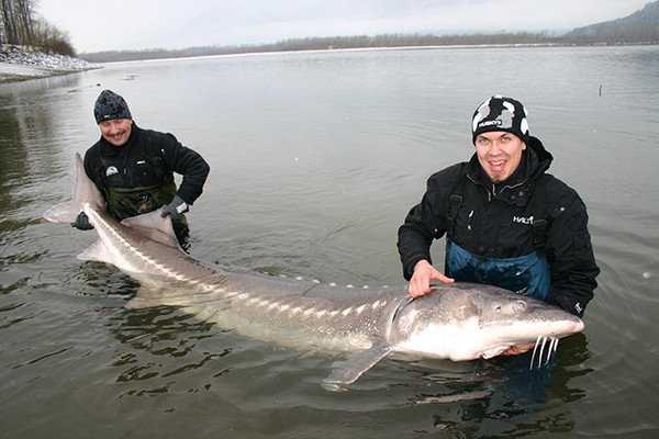 Cá tầm Bulega được tìm thấy chủ yếu ở lưu vực Caspian và biển Đen. Loài cá này dài tới 6m và có tuổi thọ lên đến 150 năm. 