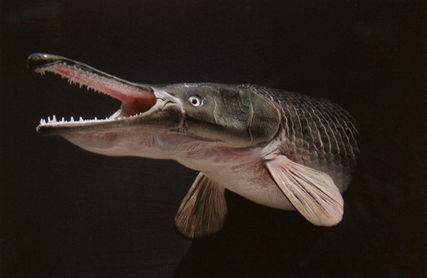 Cá sấu hỏa tiễn là một loài cá nước ngọt lớn được tìm thấy duy nhất ở Bắc Mỹ. Loài cá này nổi bật với phần thân hình cá, còn đầu giống cá sấu với cái mõm dài cùng nhiều răng sắc nhọn. 