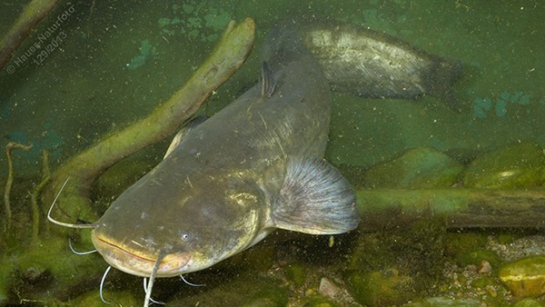 Cá nheo châu Âu thuộc bộ cá da trơn, sinh sống trong một khu vực rộng lớn ở miền Trung, miền Nam Đông Âu, gần biển Baltic và biển Caspian. Loài cá này thích sống ở những khu vực nước tương đối ấm và có tốc độ dòng chảy chậm.