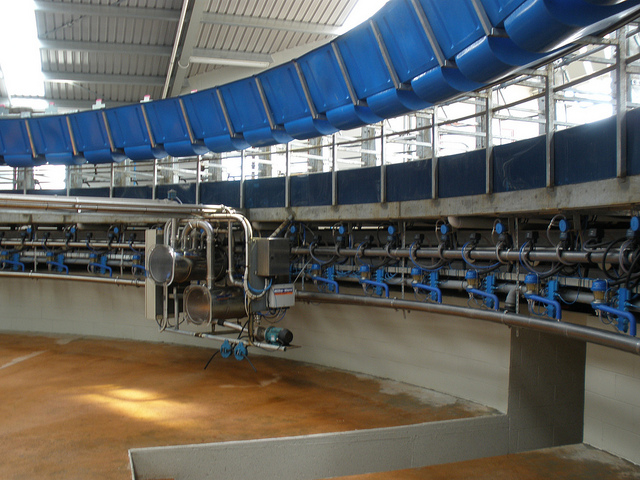 Sản lượng sữa bò tăng vượt trội nhờ công nghệ Israel