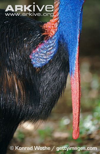 Chúng có bộ lông màu đen và các mảng màu xanh, mào màu đỏ dài khoảng 17cm, với phần đầu khá giống thằn lằn. 