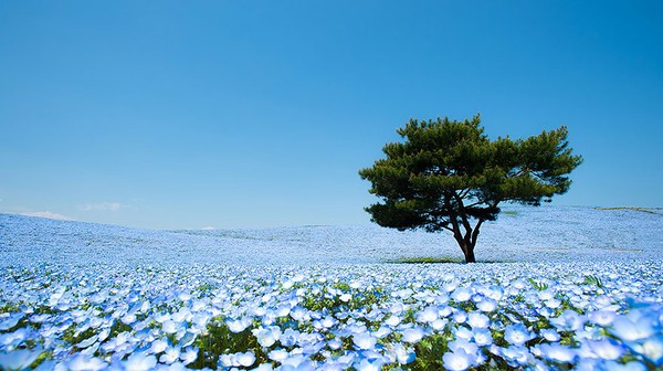 Những bức hình tuyệt đẹp dưới đây được chụp tại công viên Hitashi Seaside tại Nhật Bản