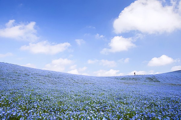 Loài hoa này tạo nên một màu xanh bao trùm hầu hết công viên với số lượng 4,5 triệu bông