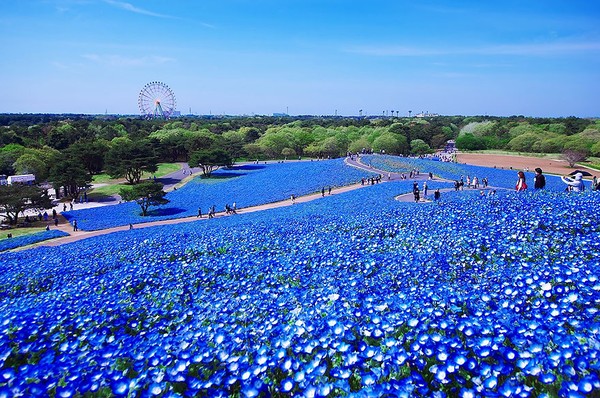 Vì vậy đừng bỏ lỡ cơ hội tham quan vườn hoa tuyệt đẹp này nếu bạn có cơ hội được đến Nhật Bản vào mùa xuân nhé.