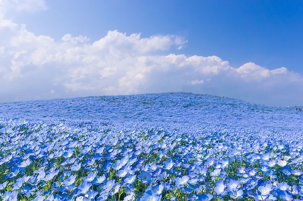 Sắc xanh của hoa và của mây trời hòa quyện 