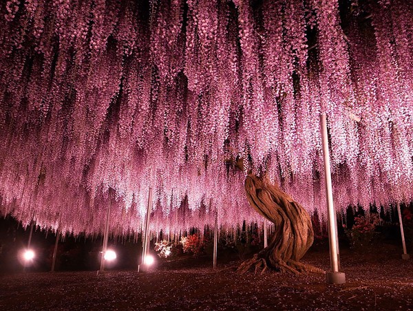 Cây hoa Tử Đằng này nằm tại công viên Ashikaga, Tochigi, Nhật Bản