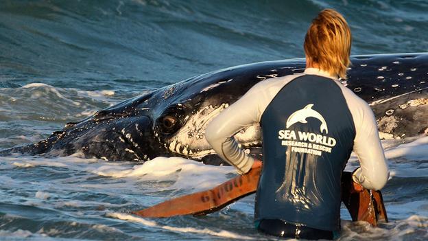 Bàn tay giúp đỡ. Một nhân viên hồ cá giúp đỡ miễn phí một con cá voi lưng gù chưa đến tuổi trưởng thành bị mắc kẹt trên một bãi biển ở Queensland, Australia. Chú cá voi cuối cùng cũng có thể trở về vùng biển sâu. (Reuters)