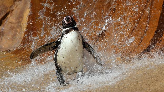 Tắm nước lạnh. Một chú chim cánh cụt đang tắm dưới một thác nước ở Blair Drummond,  Công viên Safari ở Scotland khi nhiệt độ mùa hè tăng lên.