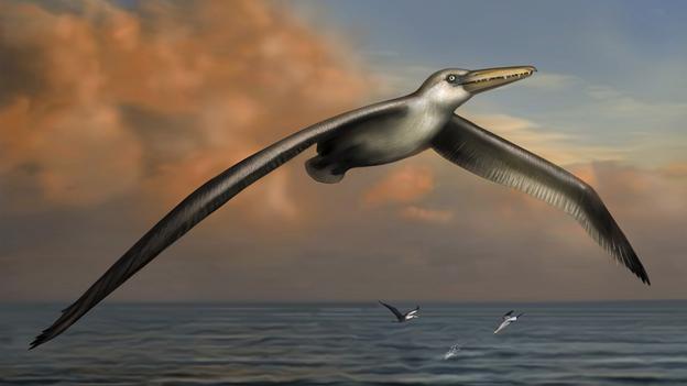 Phát hiện loài chim lớn nhất thế giới. Mòng biển thời tiền sử có tên Pelagornis sandersi, sống khoảng 25 triệu năm trước, đã được xác nhận là loại chim lớn nhất thế giới, với sải cánh dài 21ft (6.36m). (Bảo tàng Bruce / Reuters).