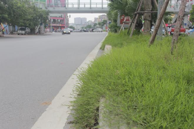Trên phố Xã Đàn, cỏ mọc dài đến mức bò trườn ra đường đi, hình ảnh cỏ mọc um tùm giữa thủ đô khiến nhiều người dân không hài lòng 
