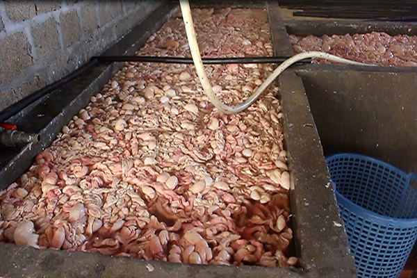 Quảng Ninh: Bắt quả tang cơ sở chế biến 20 tấn lòng lợn bẩn tẩm ướp hóa chất - ảnh 1