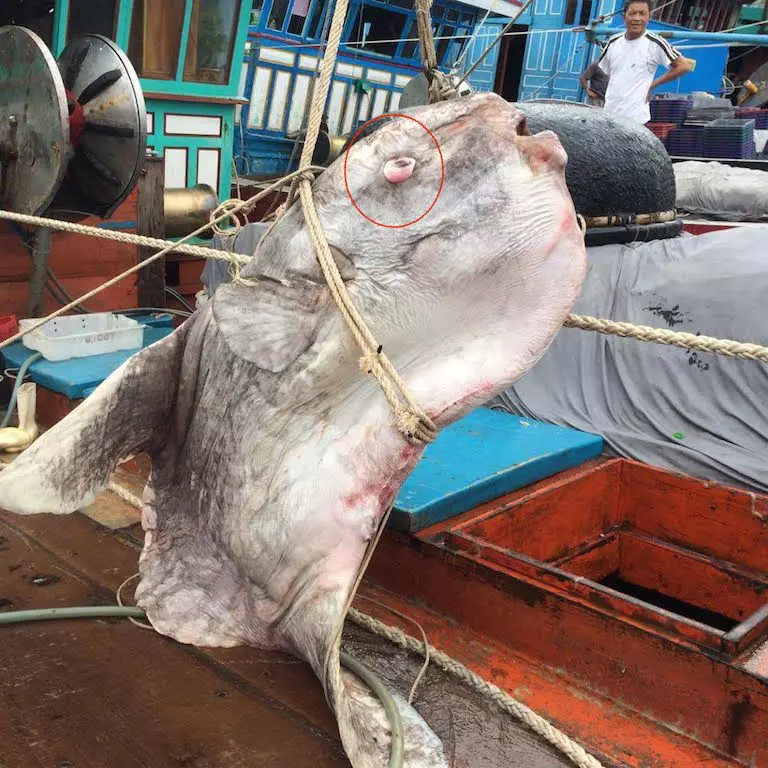 Tàu cá của ngư dân Đào Văn Huân vừa bắt được một con cá mặt trăng khổng lồ nặng cả tấn