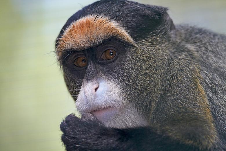 Khỉ De Brazza’s (224 triệu đồng): Đây là một trong những loài linh trưởng sống phổ biến ở các vùng đất ngập nước của Trung Phi. Loài khỉ này có bộ lông màu xám, lông ở chân và tay màu đen, râu trắng. Chúng có khuôn mặt khá “khó tính” và thay đổi theo tâm trạng.