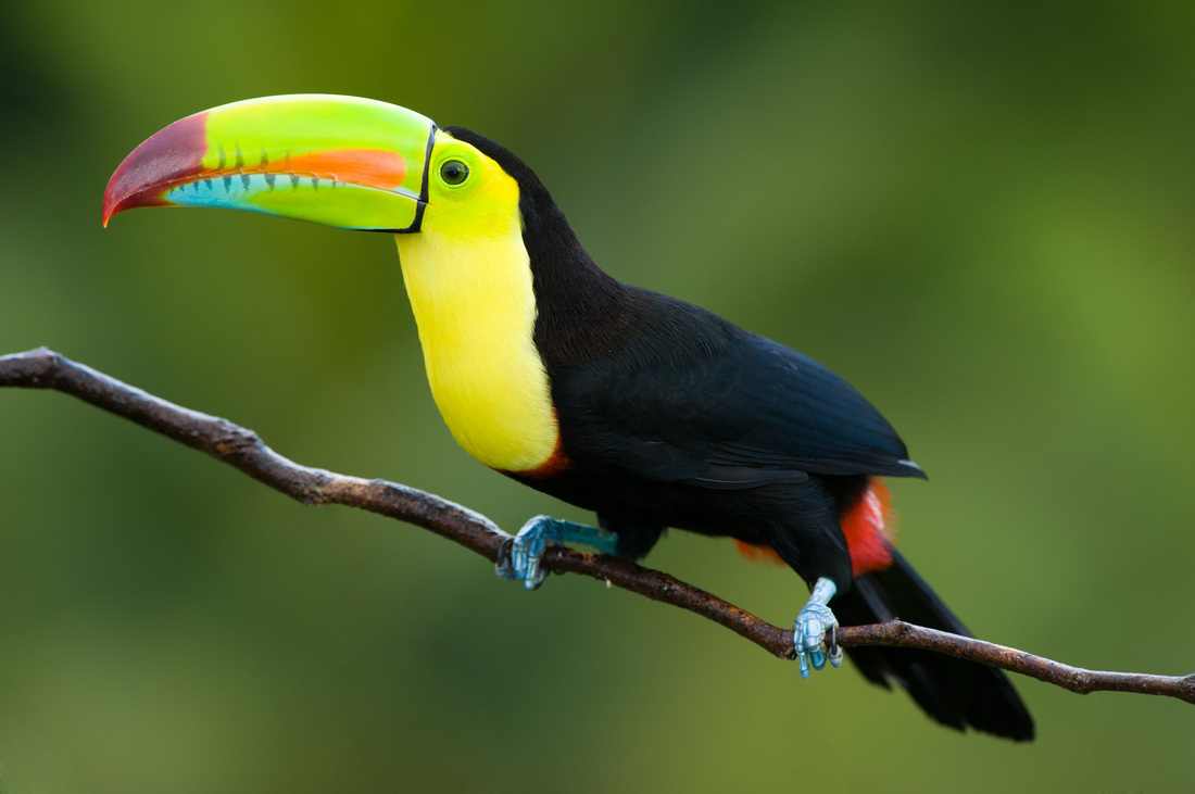 Chim Toucan (179 triệu đồng): Loài chim này nổi bật với chiếc mỏ sặc sỡ hệt như tranh vẽ. Chim Toucan sinh sống khá phổ biến ở các khu vực Trung, Nam Mĩ, Caribbean và Nam Mexico.