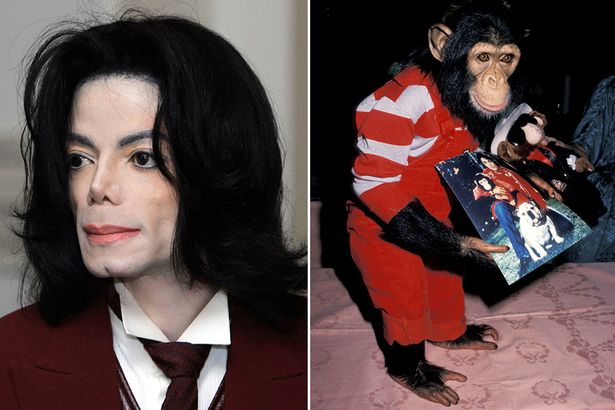 Ông hoàng nhạc Pop Michael Jackson rất yêu quý chú tinh tinh của mình, thậm chí ông còn dắt con thú cưng đi theo các tour diễn vòng quanh thế giới. Michael mua tinh tinh từ một cơ sở nghiên cứu ở Texas và theo một nguồn tin tiết lộ, cái giá không hề ít hơn 65.000 USD (1,43 tỷ đồng).