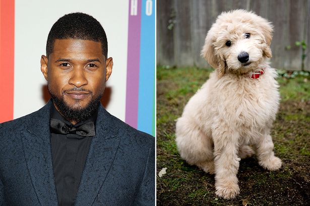 Chó GoldenDoodle giá 12.000 USD (264 triệu đồng): Nam ca sĩ, nhạc sĩ Usher Raymond IV, thường được biết đến cái tên giản dị là Usher đã chứng minh tình yêu động vật tuyệt vời của mình bằng việc mua một chú chó xinh xắn giống GoldenDoodle.