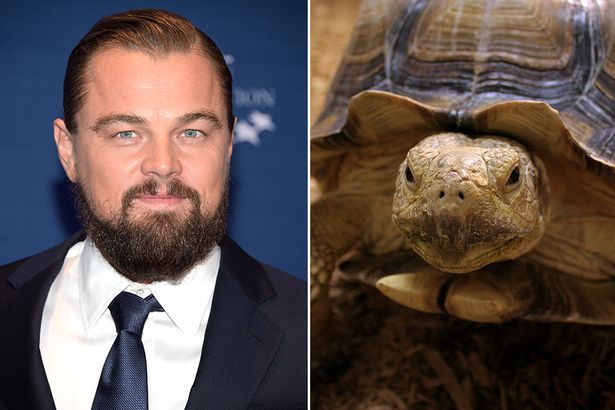 Leonardo DiCaprio chi 400 USD (8,8 triệu đồng) để mua rùa: Chú rùa cưng của nam diễn viên điển trai Hollywood được đặt tên là Sulcata có thể sống thêm 80 năm.