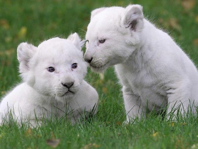 Sư tử con lông trắng, giá khoảng 138.000 USD (hơn  3 tỷ đồng): Trên thế giới hiện chỉ còn khoảng 300 con sư tử trắng, vì vậy những người yêu thú cưng sẵn sàng bỏ hàng trăm nghìn USD để sở hữu một chú sư tử trắng con. Thừa hưởng gen đột biến của giống sư tử Kruger, sư tử trắng là một trong những con vật cưng đắt nhất thế giới vô cùng đáng yêu.