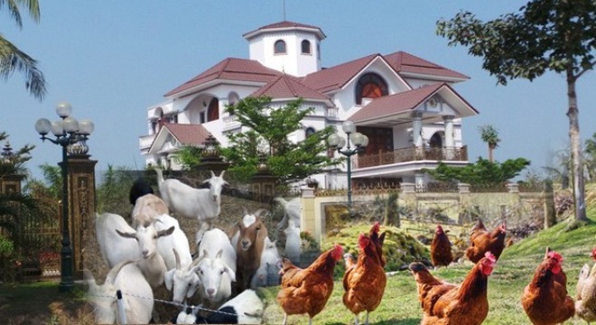 Phó Thủ tướng Vũ Văn Ninh yêu cầu UBND tỉnh Quảng Nam chỉ đạo huyện, xã nghiêm túc kiểm điểm, rút kinh nghiệm về việc xảy ra sai phạm trong hỗ trợ gà không đúng đối tượng tại xã Quế An, huyện Quế Sơn.