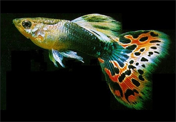 Tờ báo về cá lâu năm bậc nhất của Mỹ, Tropical Fish Hobbyist, số tháng 3/2004 chỉ đích danh cá bảy màu là nguy hiểm nhất hành tinh