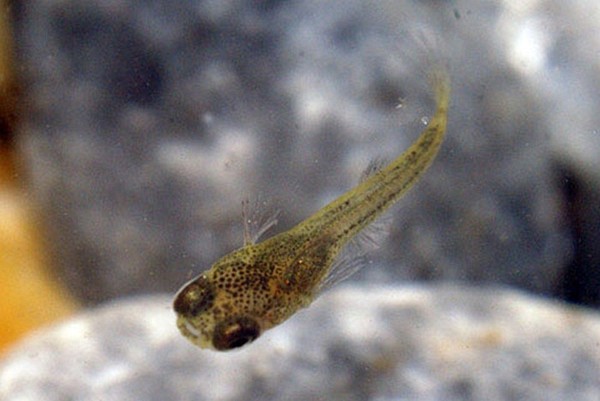 Dài khoảng 5 mm, từ bụng mẹ, cá bảy màu sơ sinh 