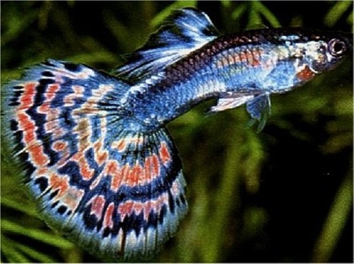 Cá bảy màu là loại cá rất nhỏ (con đực chỉ 2 - 3 cm, con cái khoảng 4 cm) nhưng chúng là loài sinh sản rất nhanh.