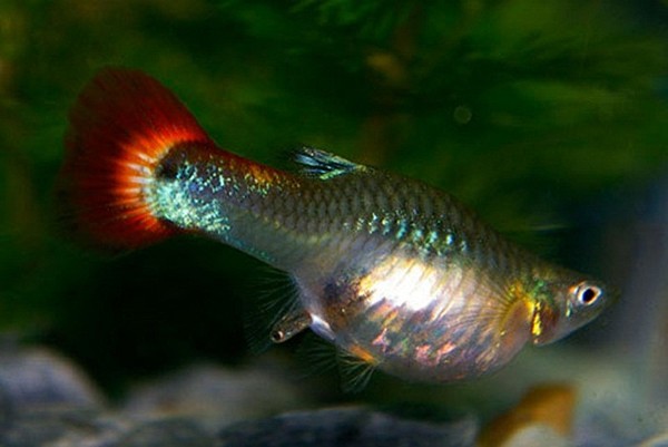 Những hình ảnh của cá bảy màu khi mang bầu. Để đẻ hết một lứa, cá mẹ có thể mất nhiều tiếng đồng hồ. Phần lớn cá con chui đầu ra trước.