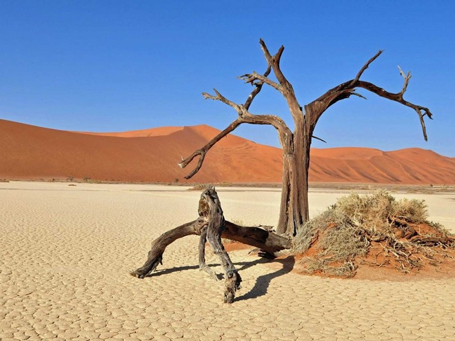 Đầm lầy chết Dead Vlei ở Namibia được bao quanh bởi những cồn cát cao nhất thế giới và rải rác những thân cây chết hơn 900 năm tuổi.