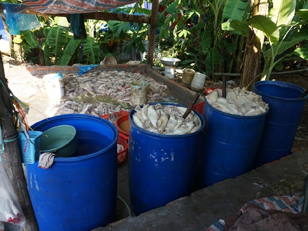 Hải sản bẩn đang đầu độc người Việt mỗi ngày