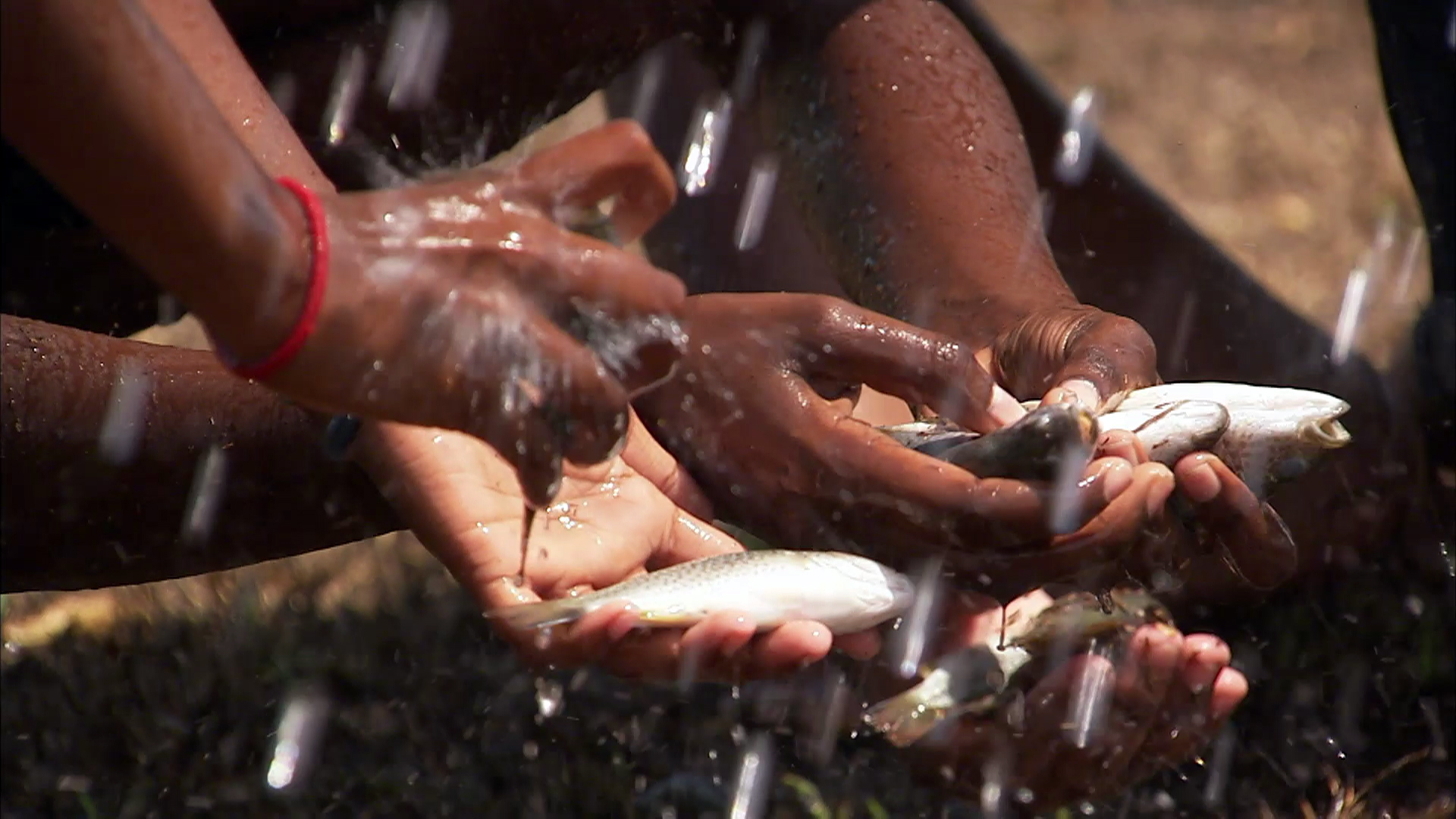 Hiện tượng mưa cá trở nên khá quen thuộc đối với người dân đất nước Honduras và diễn ra hàng năm từ tháng 5 - 6 tại tỉnh Departamento de Yoro. Ngay từ năm 1998, người dân thành phố Yoro bắt đầu tổ chức lễ hội mang tên Festival de la Lluvia de Peces (Lễ hội mưa cá) ăn theo hiện tượng mưa cá độc đáo này.