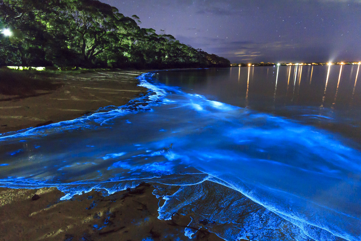 Sóng phát quang sinh học, đảo Vaadhoo, Maldives, là do một loại vi khuẩn phát sáng thường được gọi là thực vật phù du biển có thể phát sáng trong bóng tối.