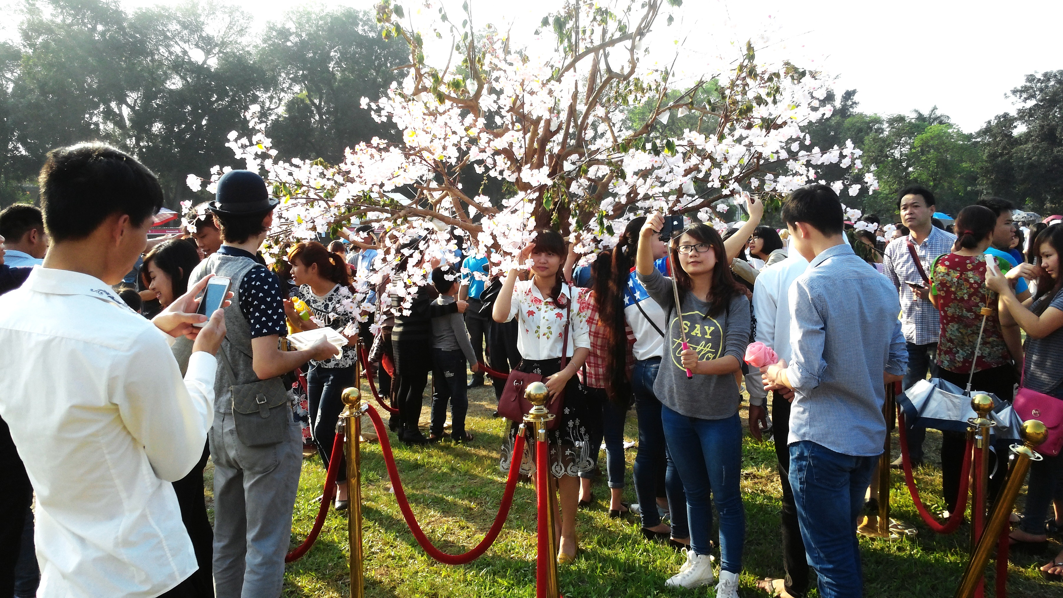Nhiều bạn trẻ 'đạp đổ'  hàng rào để tranh thủ chụp ảnh với hoa anh đào thật. Ảnh Lao Động