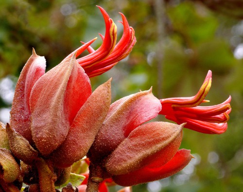Hoa cánh tay của quỷ, có nguồn gốc ở Mexico, tên khoa học là Chiranthodendron pentadactylon. Đây là một trong những loài hoa có hình thù kỳ dị nhất thế giới. Hình dáng của loài hoa này đúng như cái tên của nó, đỏ rực, giống như một bàn tay quỷ với đầy những móng vuốt