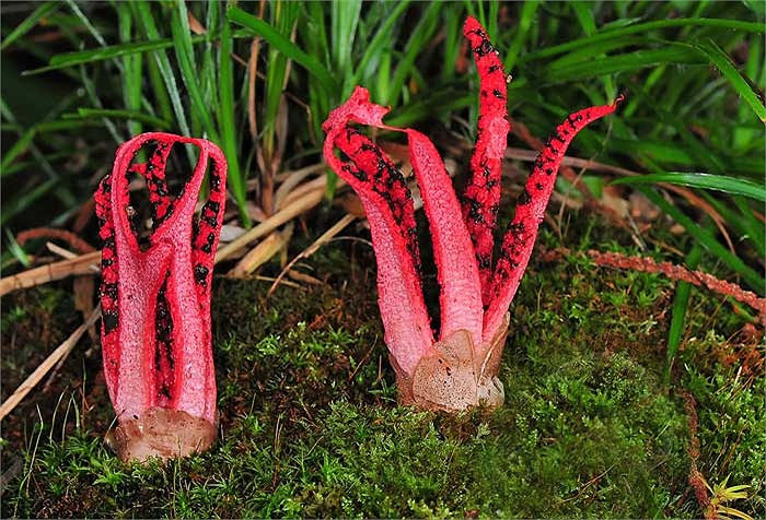 Nấm bạch tuộc chẳng khác gì một con bạch tuộc đỏ sống trên cạn được tìm thấy trong những đồng cỏ ẩm ướt hay rừng rụng lá ở Australia và Tasmania