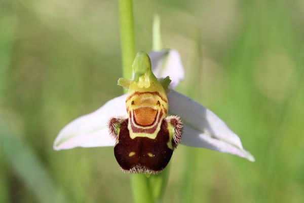 Hoa ong vò vẽ mỉm cười, tên khoa học là Ophrys bombyliflora, loài hoa này có nguồn gốc ở Malta và nó ngày càng trở nên khan hiếm hơn bởi vì quá trình thụ phấn rất khó khăn. Hình dáng của loài hoa này rất thú vị, khi bông hoa nở, nó có hình thù như một con ong đang mỉm cười hạnh phúc
