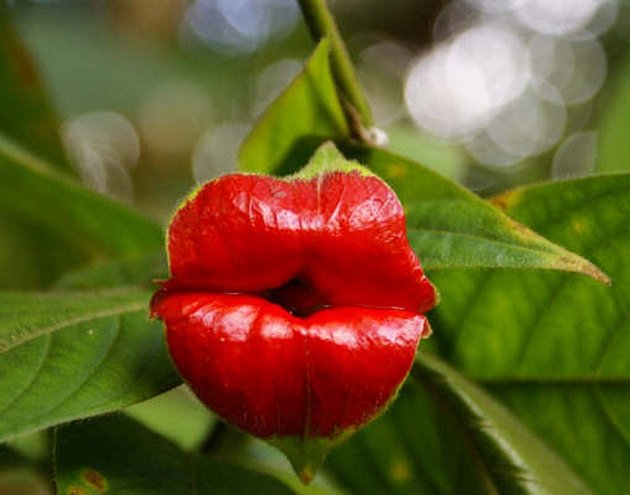 Hoa đôi môi nóng bỏng, hay còn gọi hoa môi gái làng chơi có tên khoa học là Psychotria elata, đến từ một chi trong họ thực vật Rubiaceae, dùng để sản xuất hóa chất gây ảo giác như dimethyltryptamine (DMT)